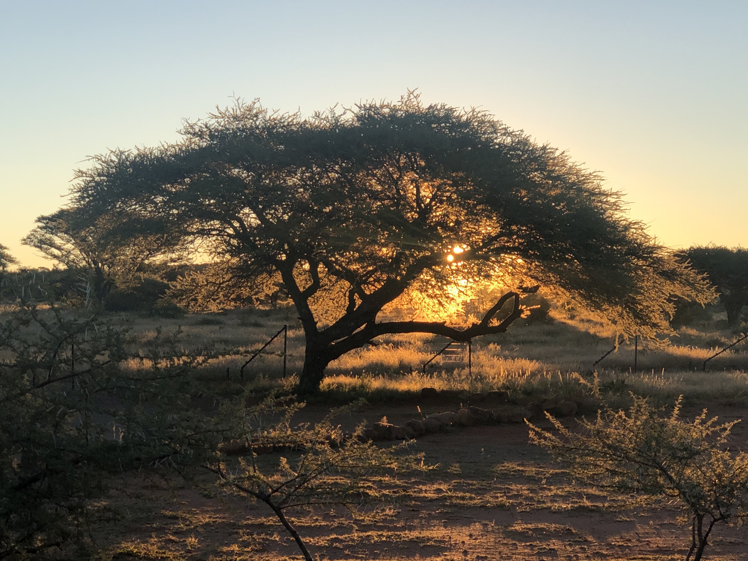 Safari Companion