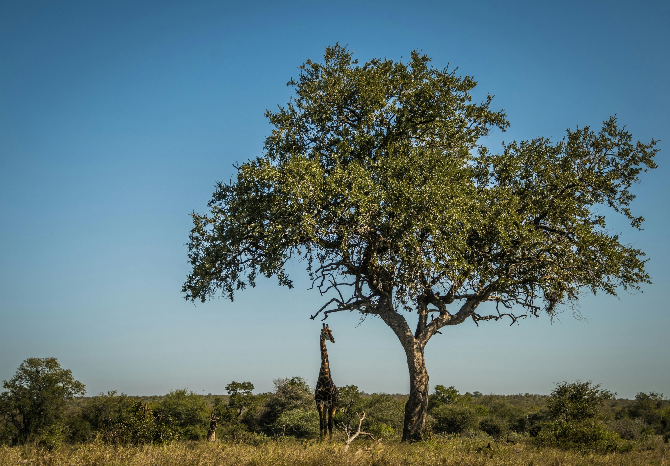 Kruger