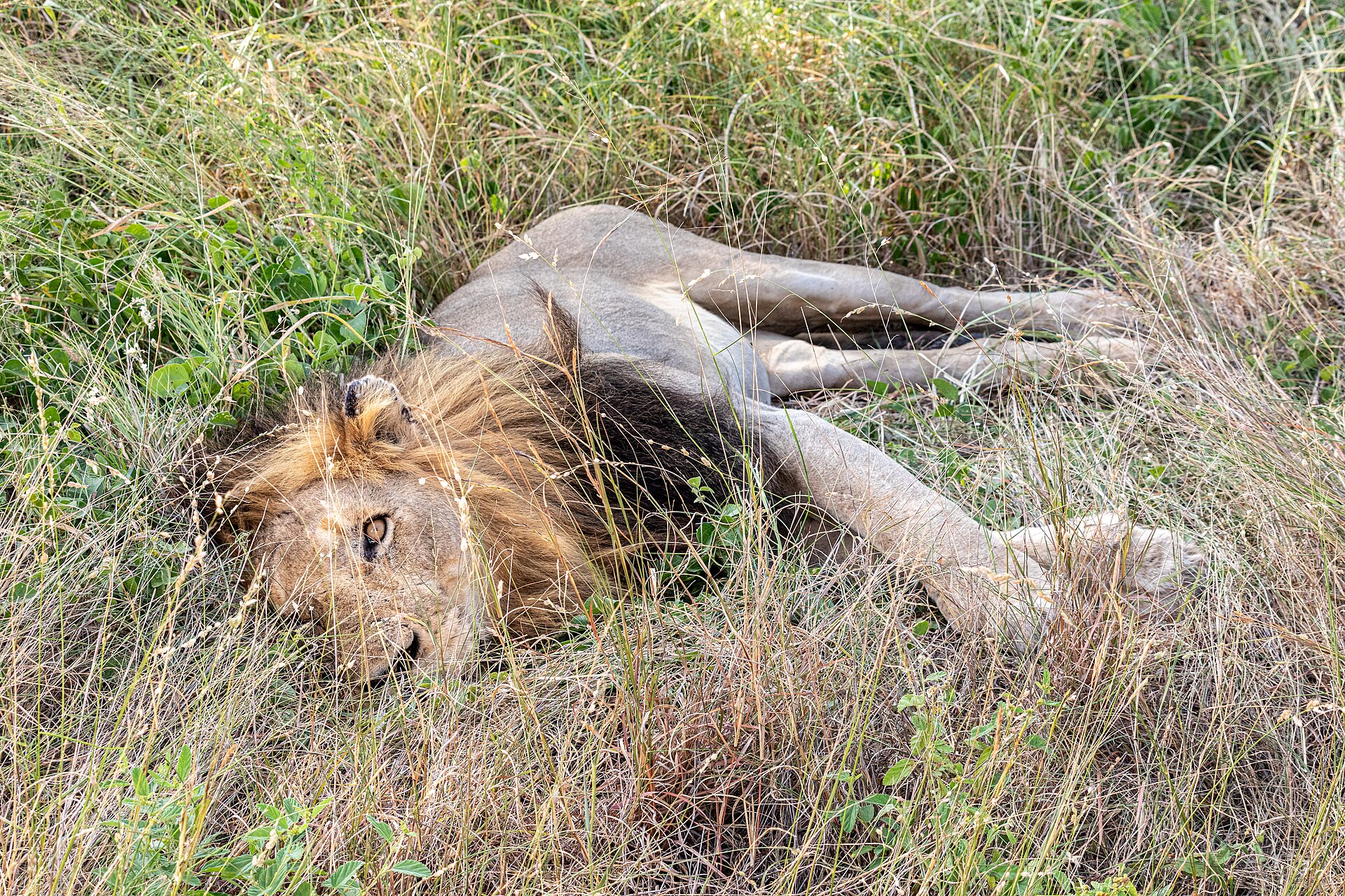 Animals of Kruger: What You ll See